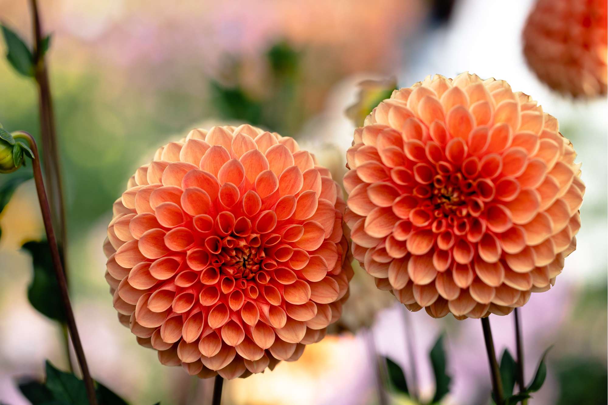 Dahlia 'Jowey Linda'